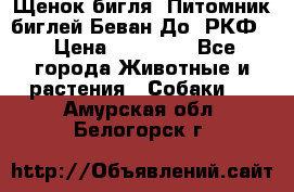 Щенок бигля. Питомник биглей Беван-До (РКФ) › Цена ­ 20 000 - Все города Животные и растения » Собаки   . Амурская обл.,Белогорск г.